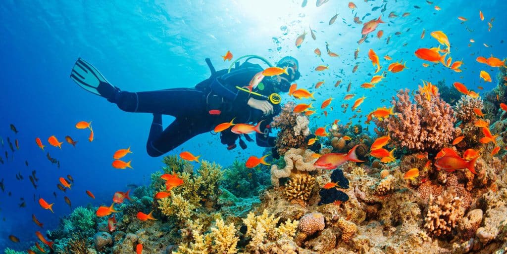 Diving into Thailand's Marine Wonderland